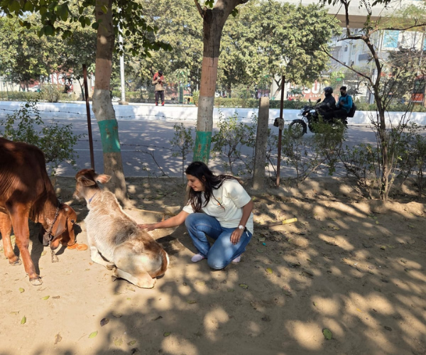 Woman petting and comforting a calf resting on the ground