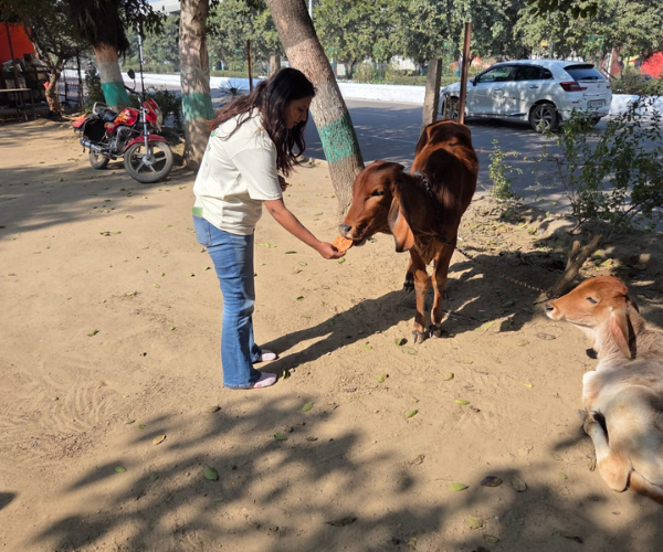 Woman feeding a biscuit to a brown calf resting by a roadside under trees